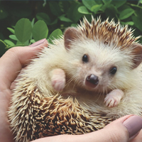 Pets and Animal Care businesses benefit from City Chamber of Commerce membership